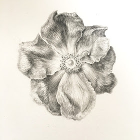 graphite drawing of Rosa gallica