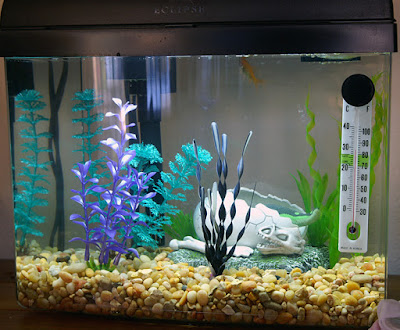 Setting up a home Aquarium