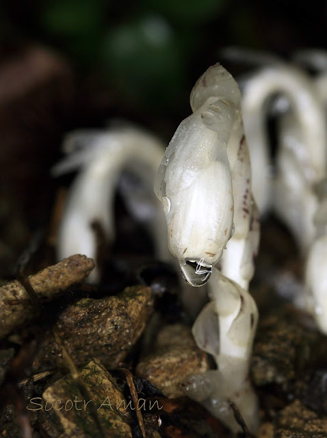 Monotropa uniflora