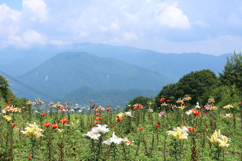 Minoru Photo Diary Iwatake Lily Gardens In Nagano 白馬岩岳ゆり園