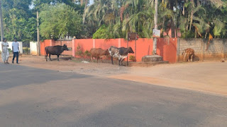 விபத்துக்களை ஏற்படுத்தும் கட்டாக்காலி மாடுகள் - வவுனியா மக்கள் விசனம்