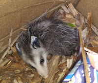 Baby possum in a box