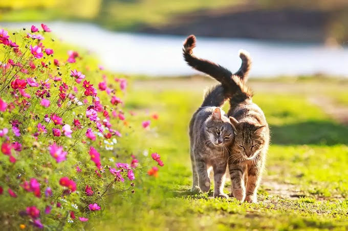 5 Consejos para proteger a tu gato en primavera