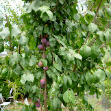 Non Fruit Bearing Plum Tree - Fruit Trees - Home Gardening Apple, Cherry, Pear, Plum ... / Pdf non wood forest products of the philippines ramon razal.