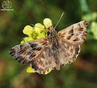 Pyrgus onopordi