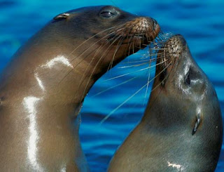 Foca por darse un tierno beso