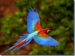 bird