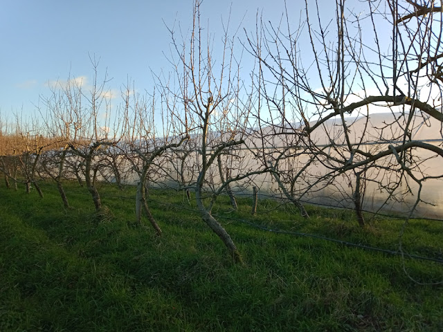 Organic apple trees, Indre et Loire, France. Photo by Loire Valley Time Travel.