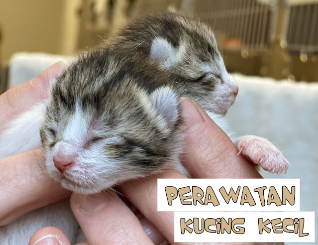 Perawatan Anak Kucing