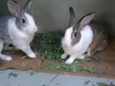 nice-lovely-cuty-rabbits-animal