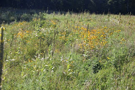 prairie flowers at Wild River State Park