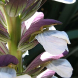 Algerian wild plants