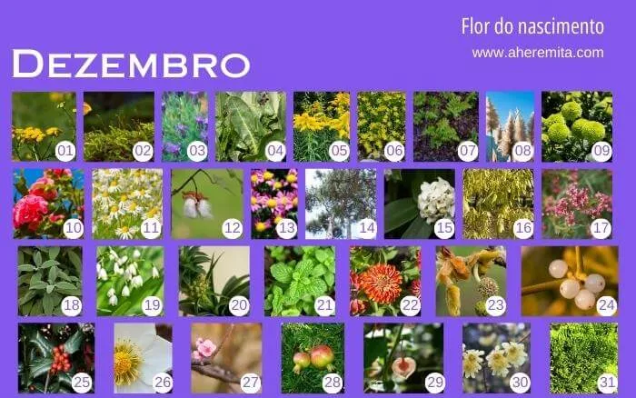 flores-que-representam-os-dias-do-mes-de-dezembro-organizados-em-um-calendario-segundo-a-cultura-coreana