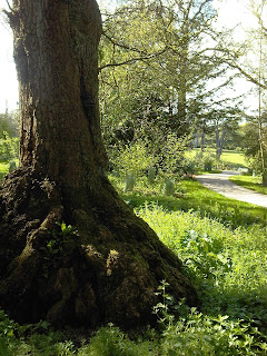 Oak+Tree-Compton+Verney-Gary+Webb