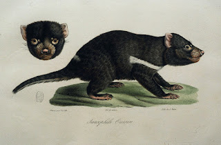 Tasmanian Devil