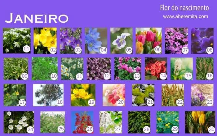 flores-que-representam-os-dias-do-mes-de-janeiro-organizados-em-um-calendario-segundo-a-cultura-coreana