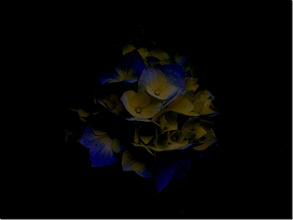 Hydrangeas