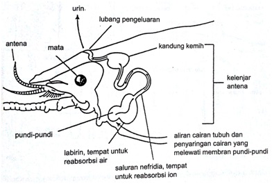  Alat  Ekskresi  Dan Zat Yang Diekskresikan Pada Insekta 