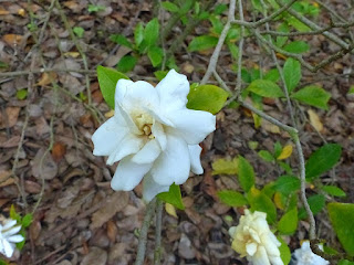 Gardénia - Jasmin du Cap - Gardenia jasminoides