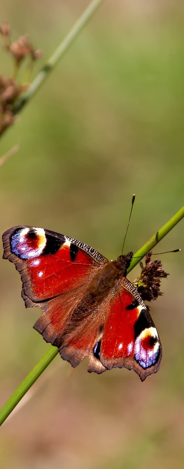 A peacock butterfly on a reed.