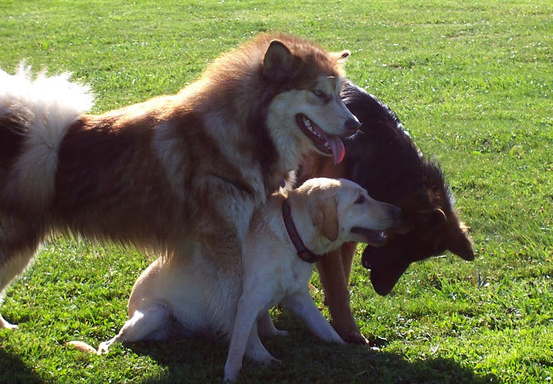 a tired but happy to be popular cabana is sitting, with regal looking Luka standing over her, beau is right next to them with his head down toward cabana's