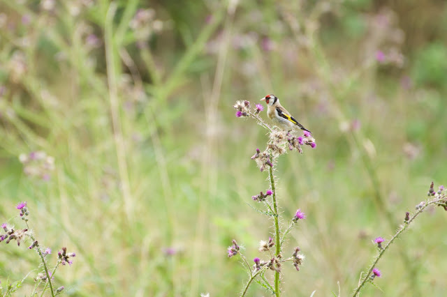 European Goldfinch (Carduelis carduelis)