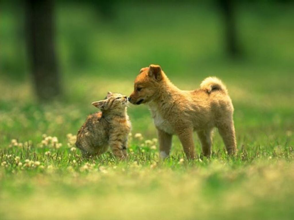 Kitty World: Cute Puppy And Kitten Pictures