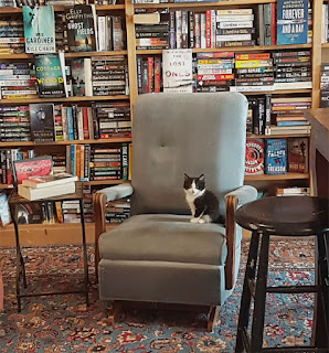 Una librería en Canadá está llena de adorables gatitos adoptivos que los clientes pueden adoptar