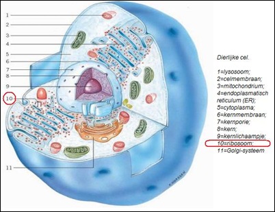 ribosoom1