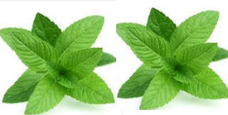 Mint Natural Home Remedies to Get Rid of Mosquitoes