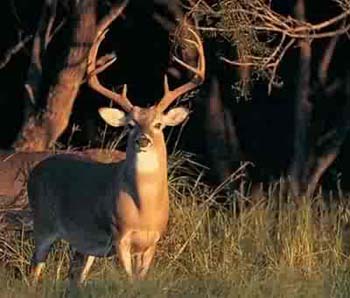 White Tail Deer Hunting