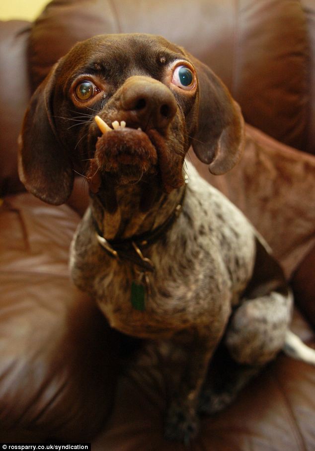The Ugly Dog breeds | World's Ugliest Dog Contest Winner ...