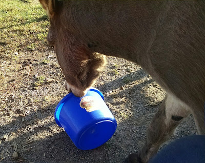 mini-donkey carrying plastic bucket