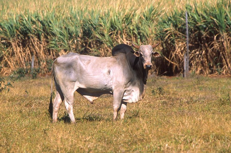 Gambar Zebu