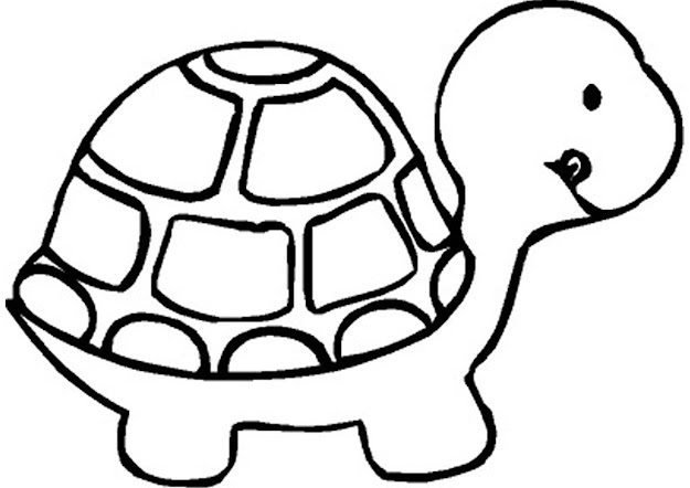 Turtle Preschool Coloring Pages Zoo Animals
