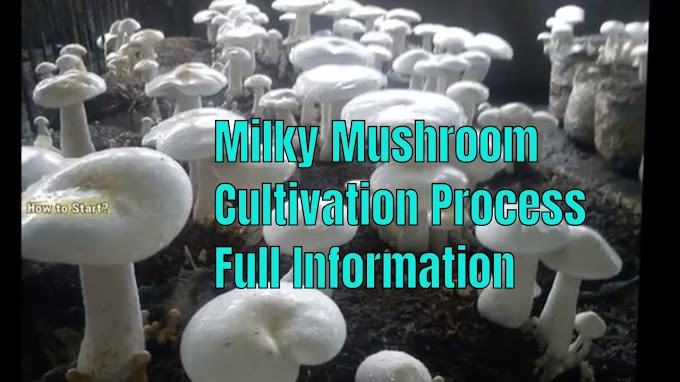 Milky Mushroom Farming | Organic mushroom farming | Biobritte mushrooms