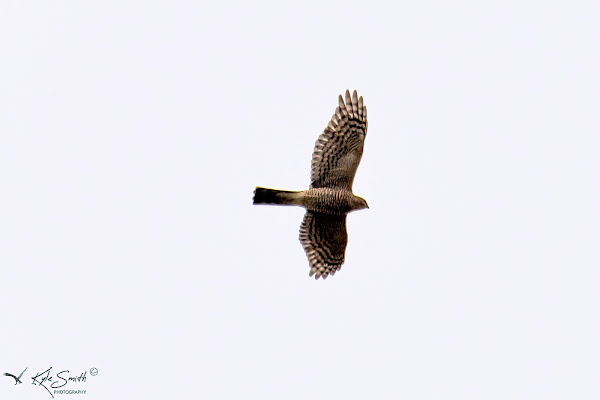 Sparrowhawk