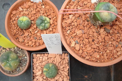 Collection of variegated Lophophora williamsii