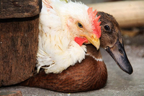 Perbedaan Mengolah Ayam Dan Bebek