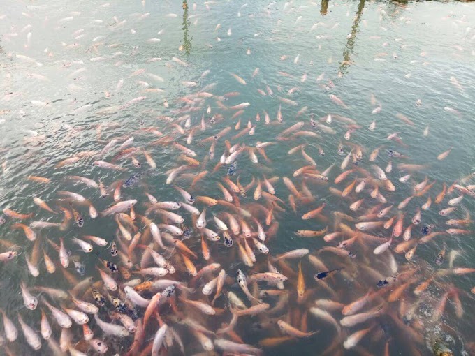 Faktor Penyebab Lambatnya Pertumbuhan ikan Nila, Petani Mengalami Penurunan Omset Panen Ikan Nila