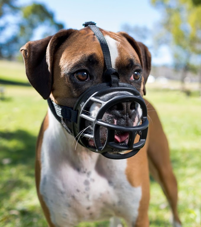 The  of Muzzles