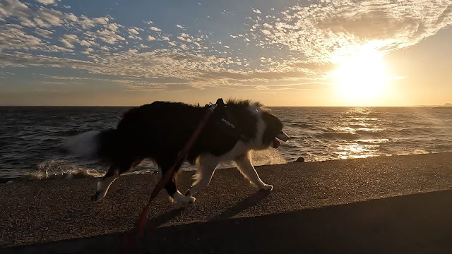 保護犬 ボーダーコリー トーマ