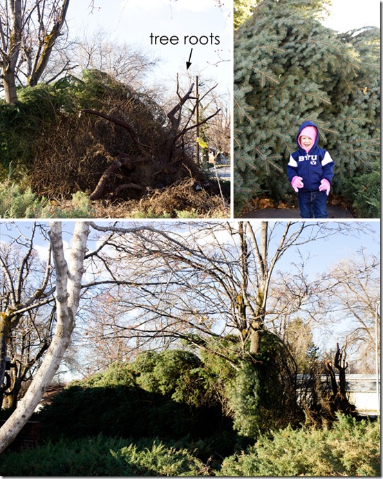 windstorm