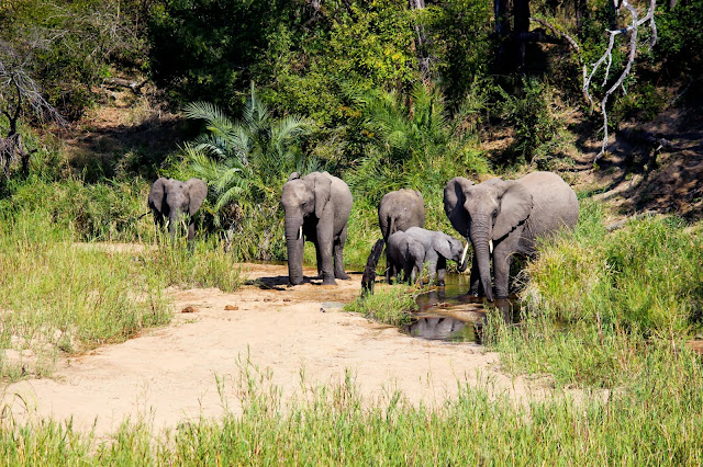 Elephants - Kruger National Park - South Africa