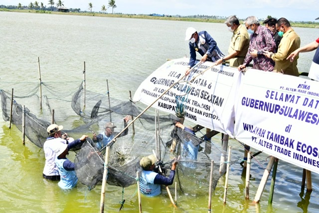 Nurdin Abdullah Panen Udang Sitto di Kawasan Tambak Budidaya Waetuoe Pinrang