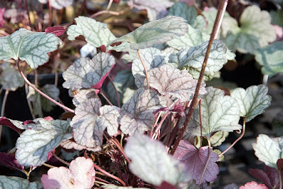 Heuchera Silver Lode - Silver Lode Coral Bells care