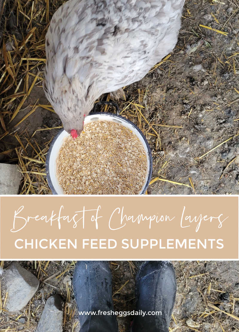 Keep Mice out of your Chicken Feed - Fresh Eggs Daily® with Lisa Steele