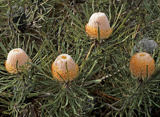 Australian Honeysuckle Flowers, Banksia Flowers, Banksia Hookeriana Flowers, Subtropical Flowers, Shrub Flowers