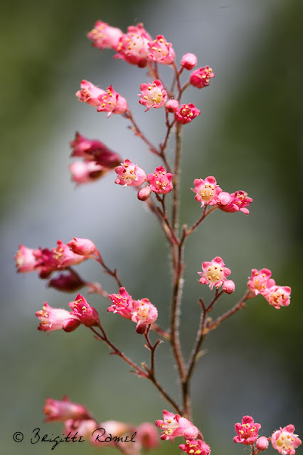 Variations sur thème de fleur