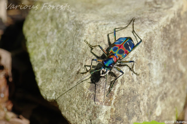 tiger beetle